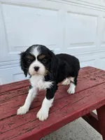 Tina, a female Cavalier King Charles Spaniel for sale in Grabill, IN – Photo 4 of 8