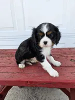 Tina, a female Cavalier King Charles Spaniel for sale in Grabill, IN – Photo 2 of 8