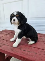 Tina, a female Cavalier King Charles Spaniel for sale in Grabill, IN – Photo 6 of 8