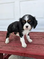 Tina, a female Cavalier King Charles Spaniel for sale in Grabill, IN – Photo 3 of 8
