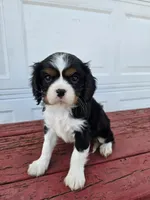 Tina, a female Cavalier King Charles Spaniel for sale in Grabill, IN – Photo 7 of 8