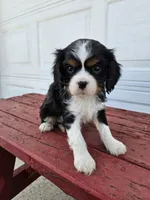 Tina, a female Cavalier King Charles Spaniel for sale in Grabill, IN – Photo 5 of 8