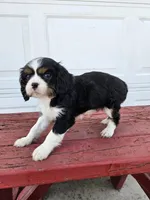 Tina, a female Cavalier King Charles Spaniel for sale in Grabill, IN – Photo 8 of 8