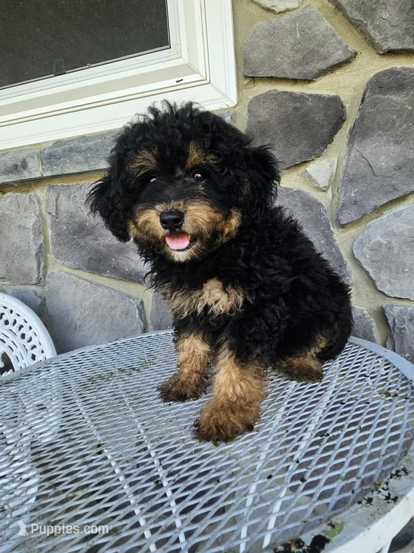 ace – Poodle - Toy  puppy for sale in Grabill, IN
