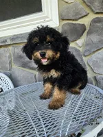 ace, a male Poodle - Toy  for sale in Grabill, IN – 1 of 10