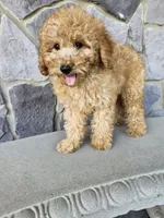Ruffles , a male Miniature Goldendoodle for sale in Grabill, IN – 3 of 7