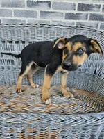 Lance, a male German Shepherd Dog for sale in Grabill, IN – 3 of 8
