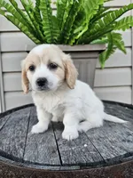 Kevin, a male Miniature Goldendoodle for sale in Grabill, IN – 2 of 10