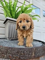 bella, a female Miniature Goldendoodle for sale in Grabill, IN – 6 of 10