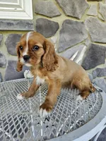 lateasha, a female Cavalier King Charles Spaniel for sale in Grabill, IN – 7 of 10