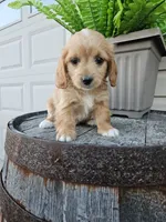 Benny, a male Miniature Goldendoodle for sale in Grabill, IN – 3 of 9