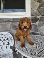 Ethan, a male Miniature Goldendoodle for sale in Grabill, IN – 3 of 10