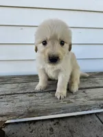 Tito, a male English Cream Golden Retriever for sale in Grabill, IN – Photo 7 of 7