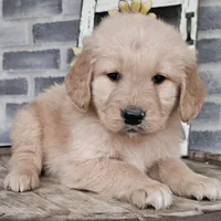 Sheba, a female Golden Retriever for sale in Grabill, IN – Photo 1 of 9