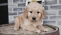 Sheba, a female Golden Retriever for sale in Grabill, IN – Photo 1 of 9