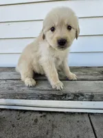 Tito, a male English Cream Golden Retriever for sale in Grabill, IN – Photo 6 of 7