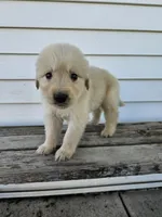 Tito, a male English Cream Golden Retriever for sale in Grabill, IN – Photo 2 of 7