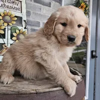 Sheba, a female Golden Retriever for sale in Grabill, IN – Photo 4 of 9