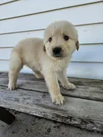 Tito, a male English Cream Golden Retriever for sale in Grabill, IN – Photo 4 of 7