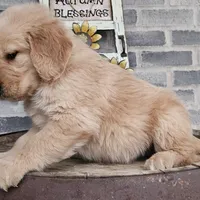 Sheba, a female Golden Retriever for sale in Grabill, IN – Photo 6 of 9