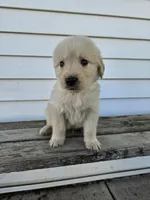 Tito, a male English Cream Golden Retriever for sale in Grabill, IN – Photo 3 of 7