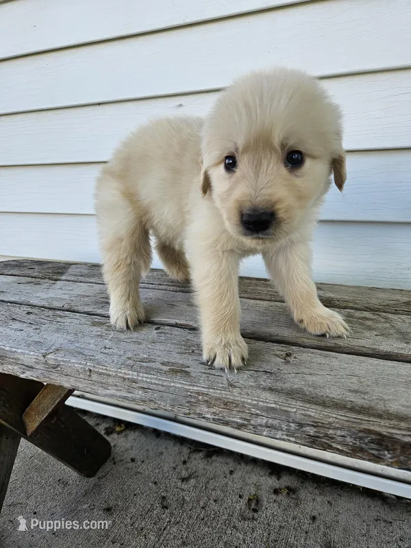 Tito – English Cream Golden Retriever puppy for sale in Grabill, IN