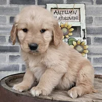 Sheba, a female Golden Retriever for sale in Grabill, IN – Photo 2 of 9