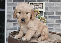 Sheba, a female Golden Retriever for sale in Grabill, IN – Photo 2 of 9