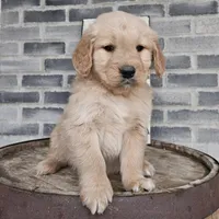 Sheba, a female Golden Retriever for sale in Grabill, IN – Photo 3 of 9