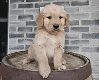 Sheba, a female Golden Retriever for sale in Grabill, IN – Photo 3 of 9