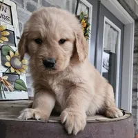 Sheba, a female Golden Retriever for sale in Grabill, IN – Photo 5 of 9