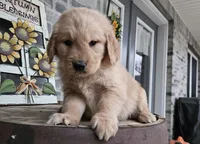 Sheba, a female Golden Retriever for sale in Grabill, IN – Photo 5 of 9