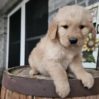 Sheba, a female Golden Retriever for sale in Grabill, IN – Photo 7 of 9