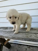 Tito, a male English Cream Golden Retriever for sale in Grabill, IN – Photo 5 of 7