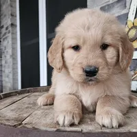 Sheba, a female Golden Retriever for sale in Grabill, IN – Photo 9 of 9