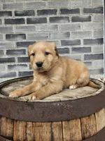 ace, a male Golden Retriever for sale in Grabill, IN – 9 of 10