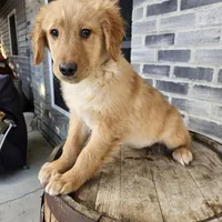 ace, a male Golden Retriever for sale in Grabill, IN – Photo 2 of 9