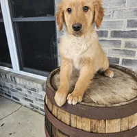ace, a male Golden Retriever for sale in Grabill, IN – Photo 3 of 9