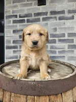 ace, a male Golden Retriever for sale in Grabill, IN – 6 of 10