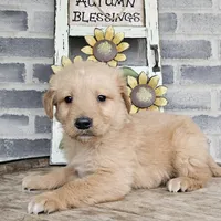 ace, a male Golden Retriever for sale in Grabill, IN – Photo 5 of 9