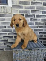 ace, a male Golden Retriever for sale in Grabill, IN – 4 of 10