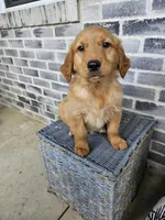 ace, a male Golden Retriever for sale in Grabill, IN – 2 of 10