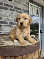 ace, a male Golden Retriever for sale in Grabill, IN – 7 of 10