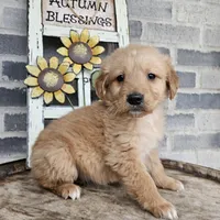 ace, a male Golden Retriever for sale in Grabill, IN – Photo 8 of 9