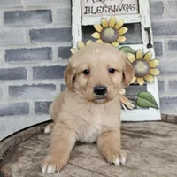 ace, a male Golden Retriever for sale in Grabill, IN – Photo 6 of 9