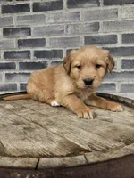 ace, a male Golden Retriever for sale in Grabill, IN – 10 of 10