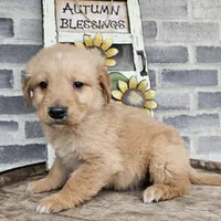 ace, a male Golden Retriever for sale in Grabill, IN – Photo 7 of 9