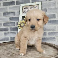 ace, a male Golden Retriever for sale in Grabill, IN – Photo 9 of 9