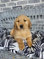 ace, a male Golden Retriever for sale in Grabill, IN – 3 of 10