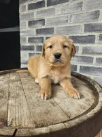 ace, a male Golden Retriever for sale in Grabill, IN – 8 of 10